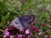 L'Azuré du serpolet (Maculinea arion)