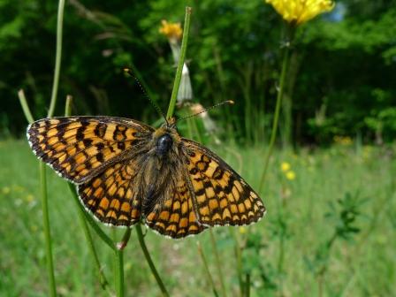 Grand damier (E. Champion)