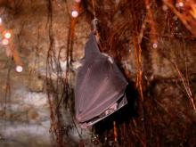 Le Grand Rhinolophe, Rhinolophus ferrumequinum